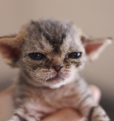 デボンレックス専門ブリーダー devonrex 子猫 ブロムストラキャッテリー 子猫.JPG