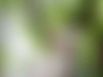 デボンレックス Devonrex 飼いにくい