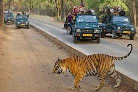 Why Ranthambore Safari Booking Online is the Best Option for Travelers in 2025