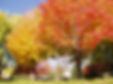FOCA_FallColors.jpeg