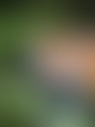 Tigre, il felino più affascinante VENIVA DROGATO per fare fotografie!