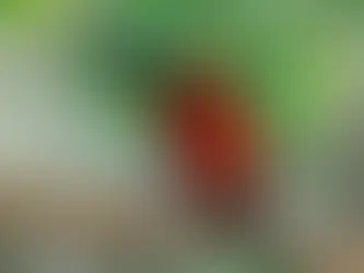 Paradisea repubblicana o paradisea calva (Diphyllodes respublica)