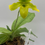 Thumbnail: Paphiopedilum Venustum Yellow X Avalon Delight #2 ~ In Bloom