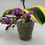 Thumbnail: Phalaenopsis Sogo Vivien - (micro-mini) Rare Variegated Foliage in 2" Mini Pot