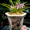 Thumbnail: Vandoglossum Furuse 'Fujimusume’ (Vanda falcata x Holcoglossum pumilum)
