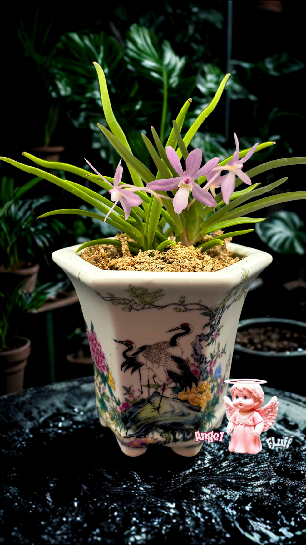 Vandoglossum Furuse 'Fujimusume’ (Vanda falcata x Holcoglossum pumilum)