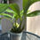 Thumbnail: Coryanthes alborosea 'White Eve' x self ~ Not in Bloom