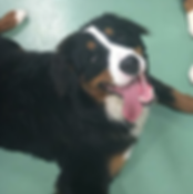 puppy daycare