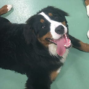 puppy daycare
