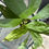 Thumbnail: Coryanthes alborosea 'White Eve' x self ~ Not in Bloom
