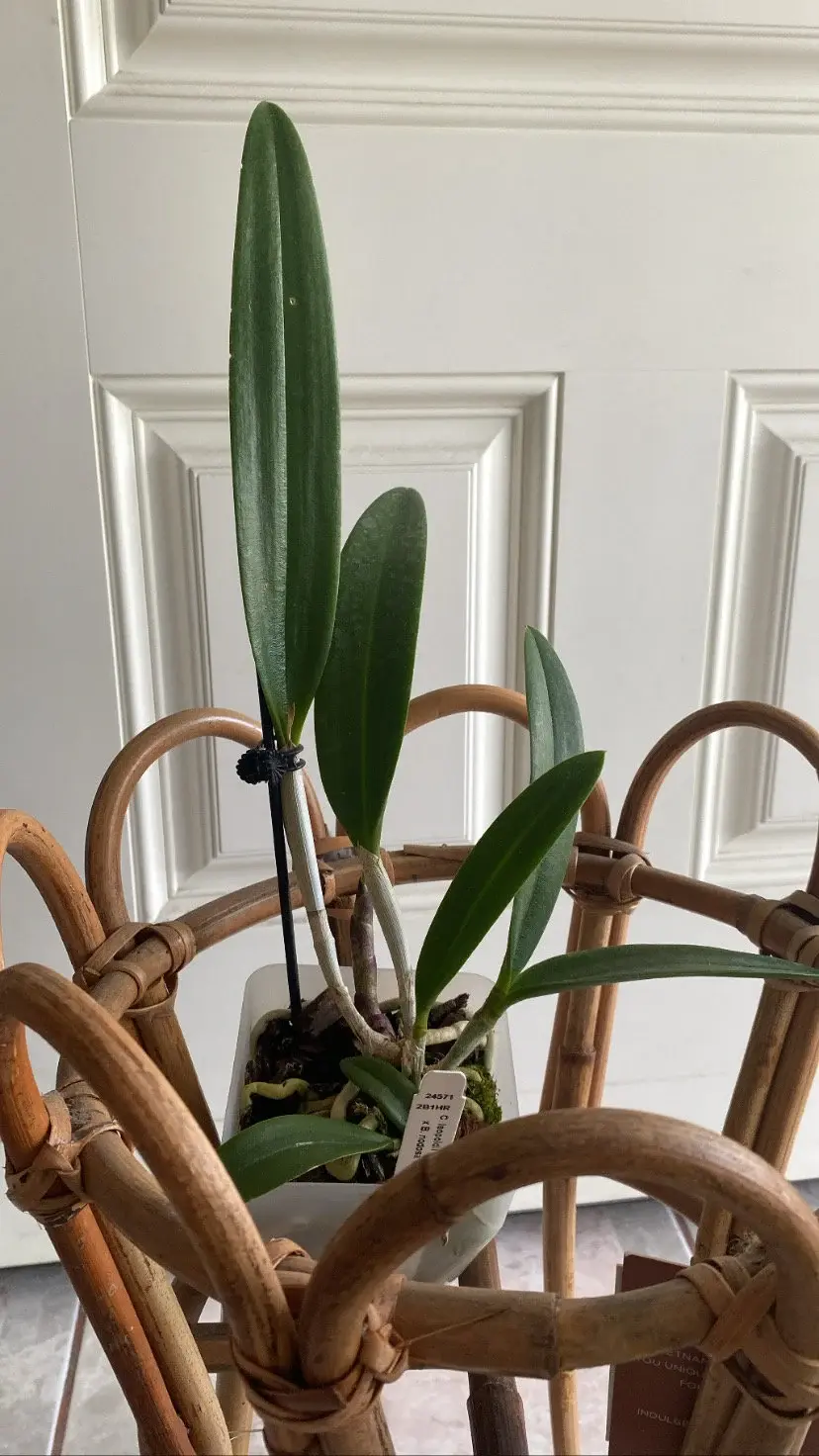 Thumbnail: Brassocattleya Tigrinodosa -Cattleya leopoldii v. albinia 4N x Brassavola nodosa