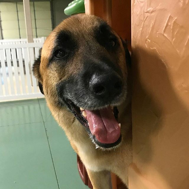 Home Pups Paradise Doggy Daycare and Boarding Toledo Ohio