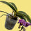 Thumbnail: Phalaenopsis Sogo Vivien - (micro-mini) Rare Variegated Foliage in 2" Mini Pot
