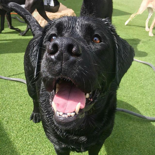 Home Pups Paradise Doggy Daycare and Boarding Toledo Ohio