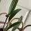 Thumbnail: Brassocattleya Tigrinodosa -Cattleya leopoldii v. albinia 4N x Brassavola nodosa