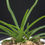 Thumbnail: Vandoglossum Furuse 'Fujimusume’ (Vanda falcata x Holcoglossum pumilum)