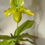 Thumbnail: Paphiopedilum Venustum Yellow X Avalon Delight #2 ~ In Bloom