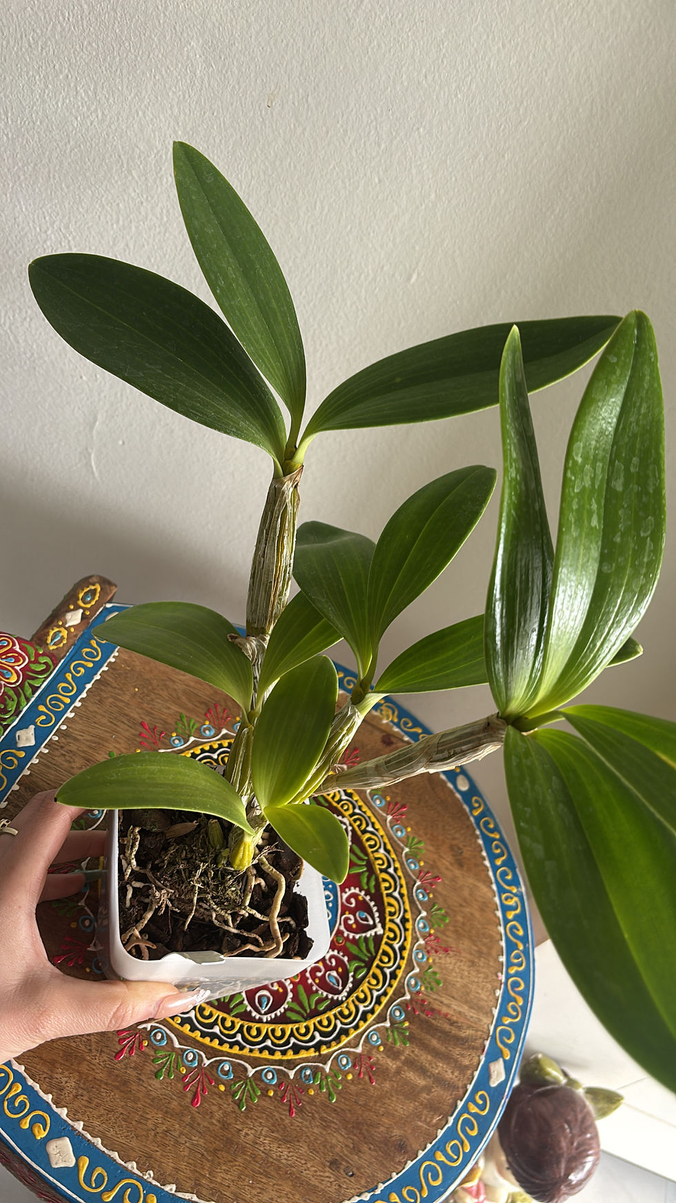 Miniatura: Dendrobium spectabile x sib Fragrant Orchid ~ Not in Bloom
