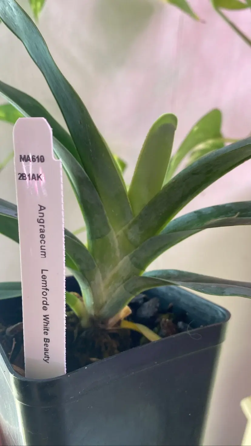 Miniatura: Angraecum Lemforde White Beauty Fragrant and Rare Orchid ~ Not in Bloom