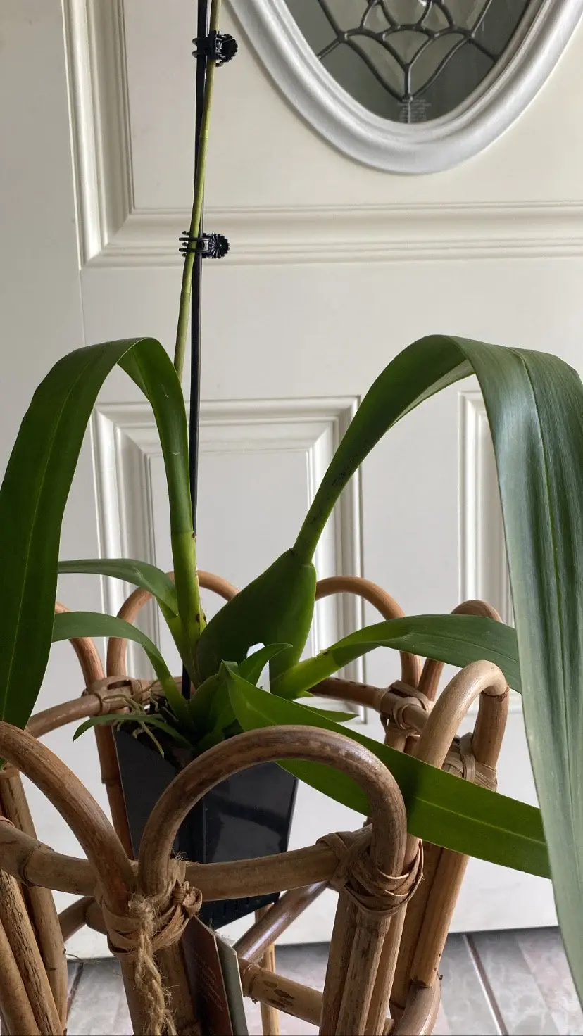 Miniatura: Aliceara Beallara Snowblind 'Sweet Spots' Orchid ~ Not in Bloom