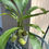 Thumbnail: Coryanthes alborosea 'White Eve' x self ~ Not in Bloom