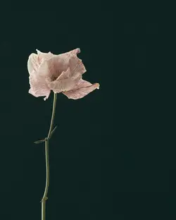 0. racyne_la_terre_la_nuit_mood