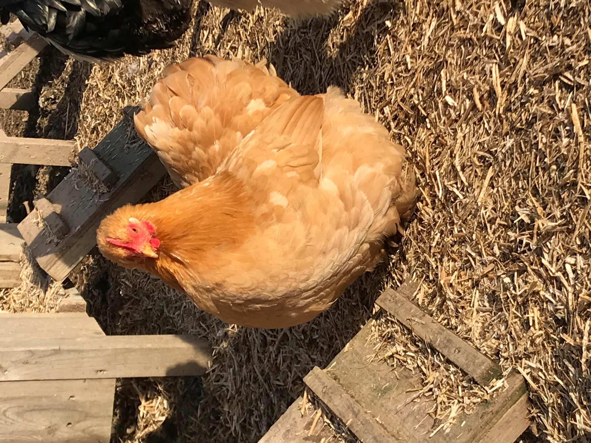 Chickens for sale Elmhurst Farm Poultry Slinfold