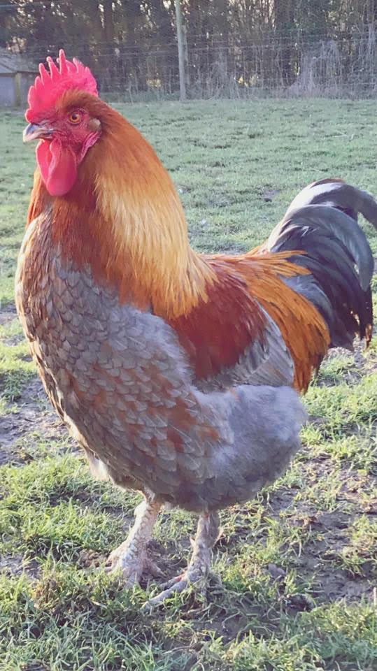 Chickens for sale Elmhurst Farm Poultry Slinfold