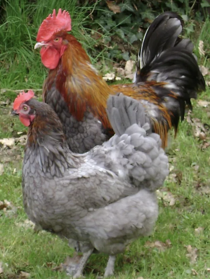 Chickens for sale Elmhurst Farm Poultry Slinfold