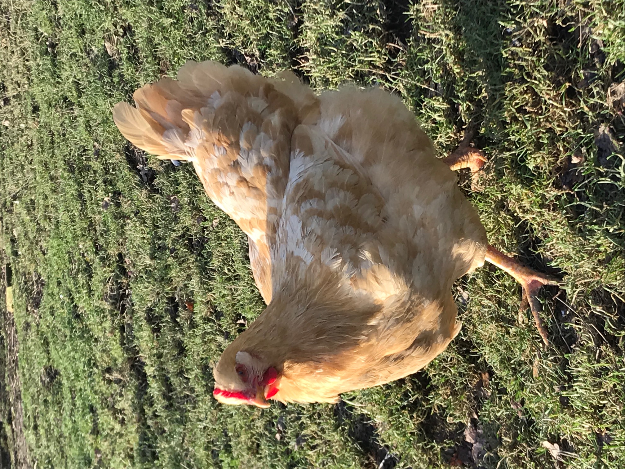 Chickens for sale Elmhurst Farm Poultry Slinfold