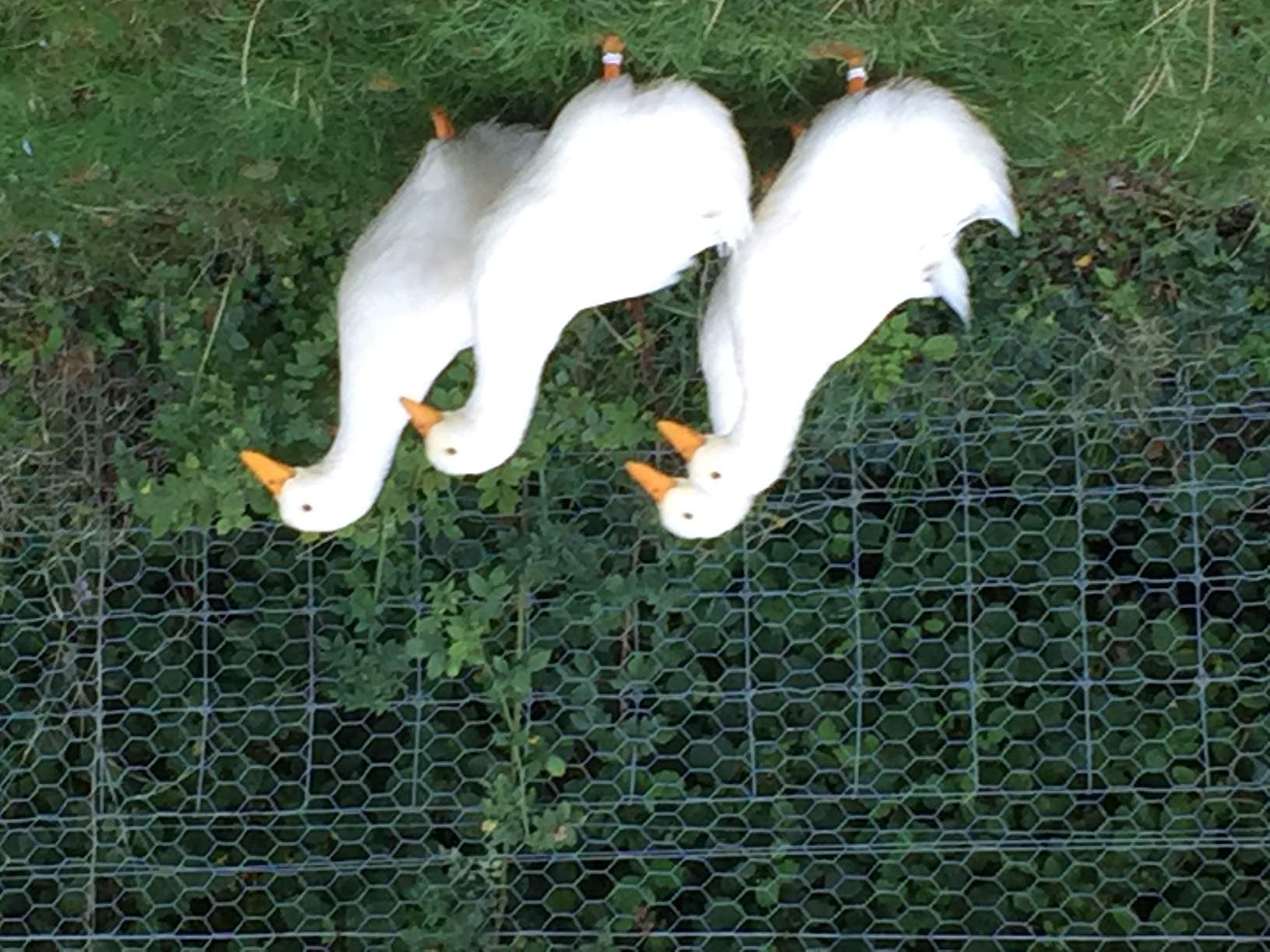 Chickens for sale Elmhurst Farm Poultry Slinfold