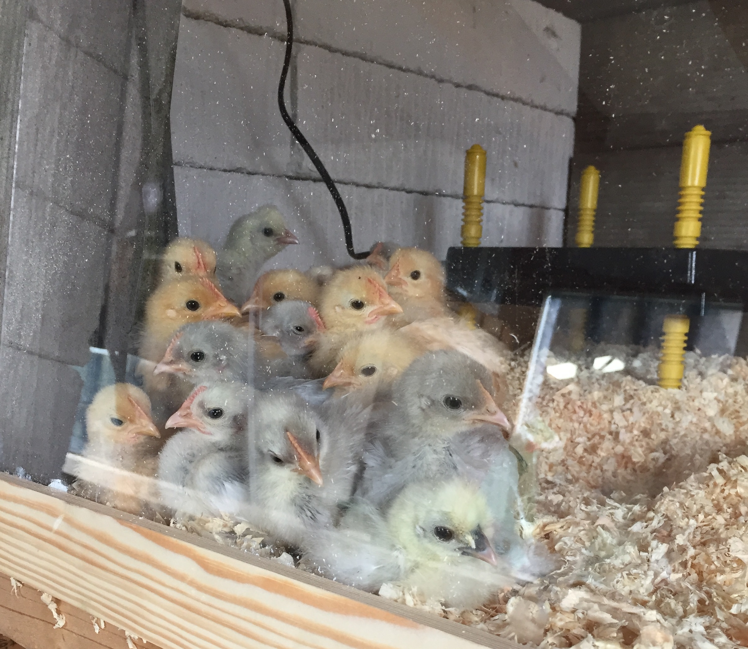 Chickens for sale Elmhurst Farm Poultry Slinfold