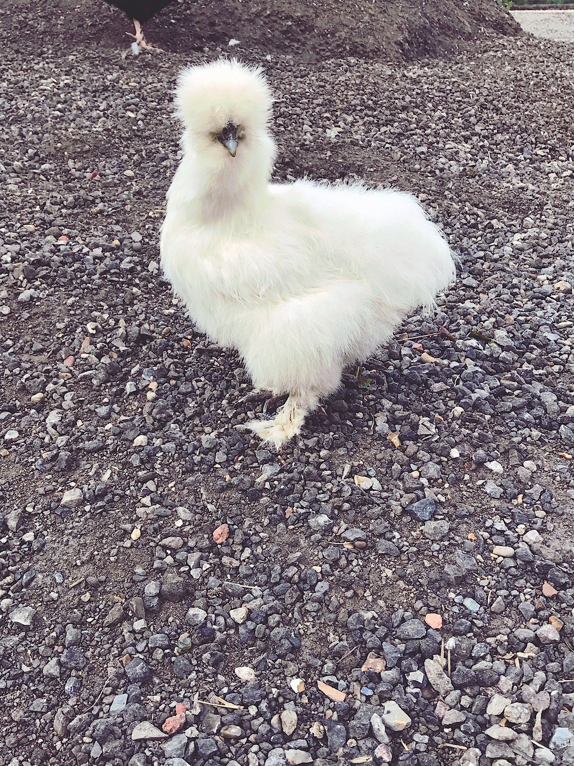 Chickens for sale Elmhurst Farm Poultry Slinfold