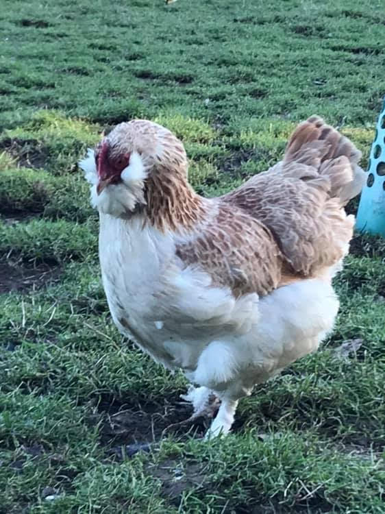 Chickens for sale Elmhurst Farm Poultry Slinfold