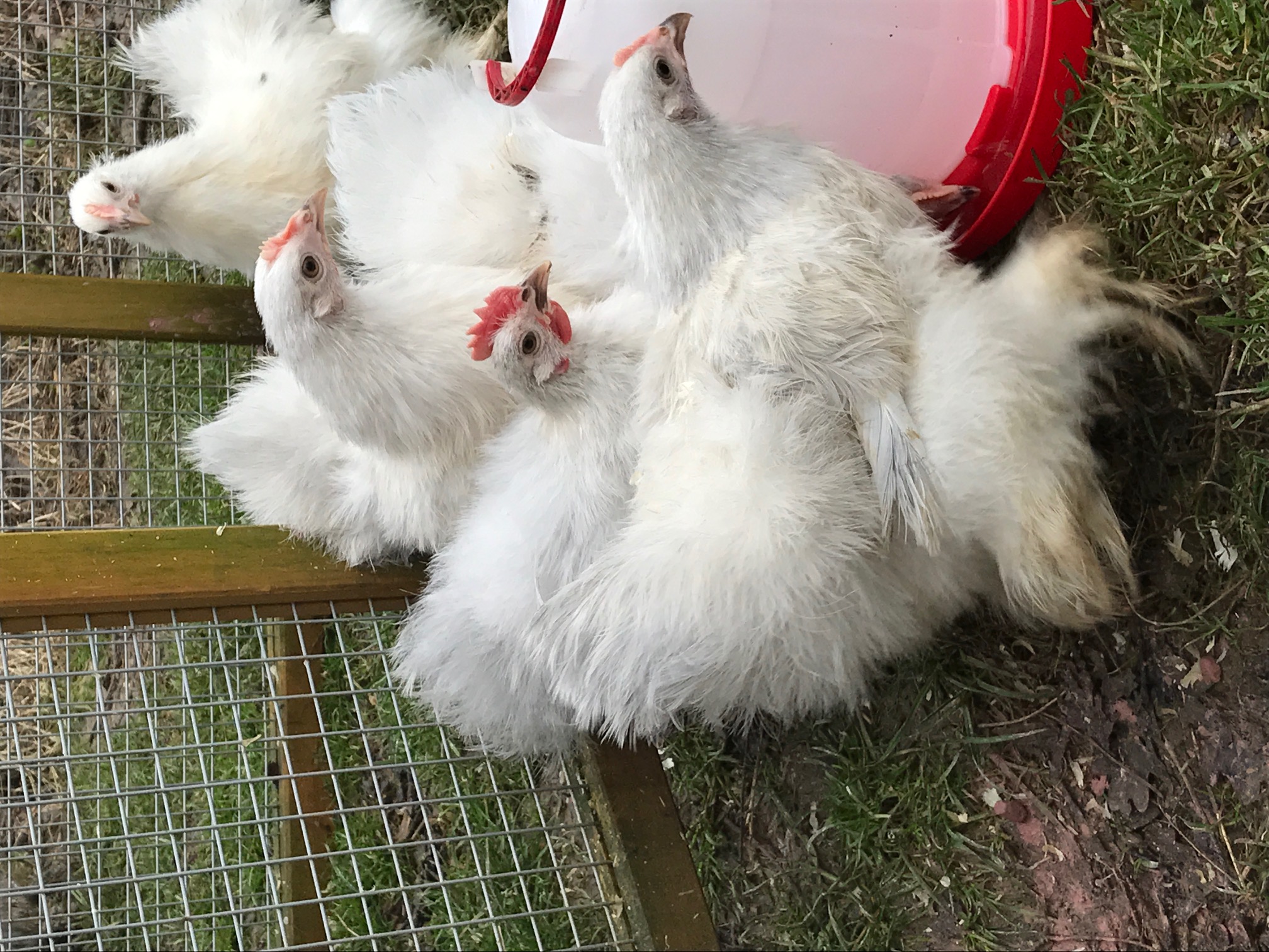 Chickens for sale Elmhurst Farm Poultry Slinfold