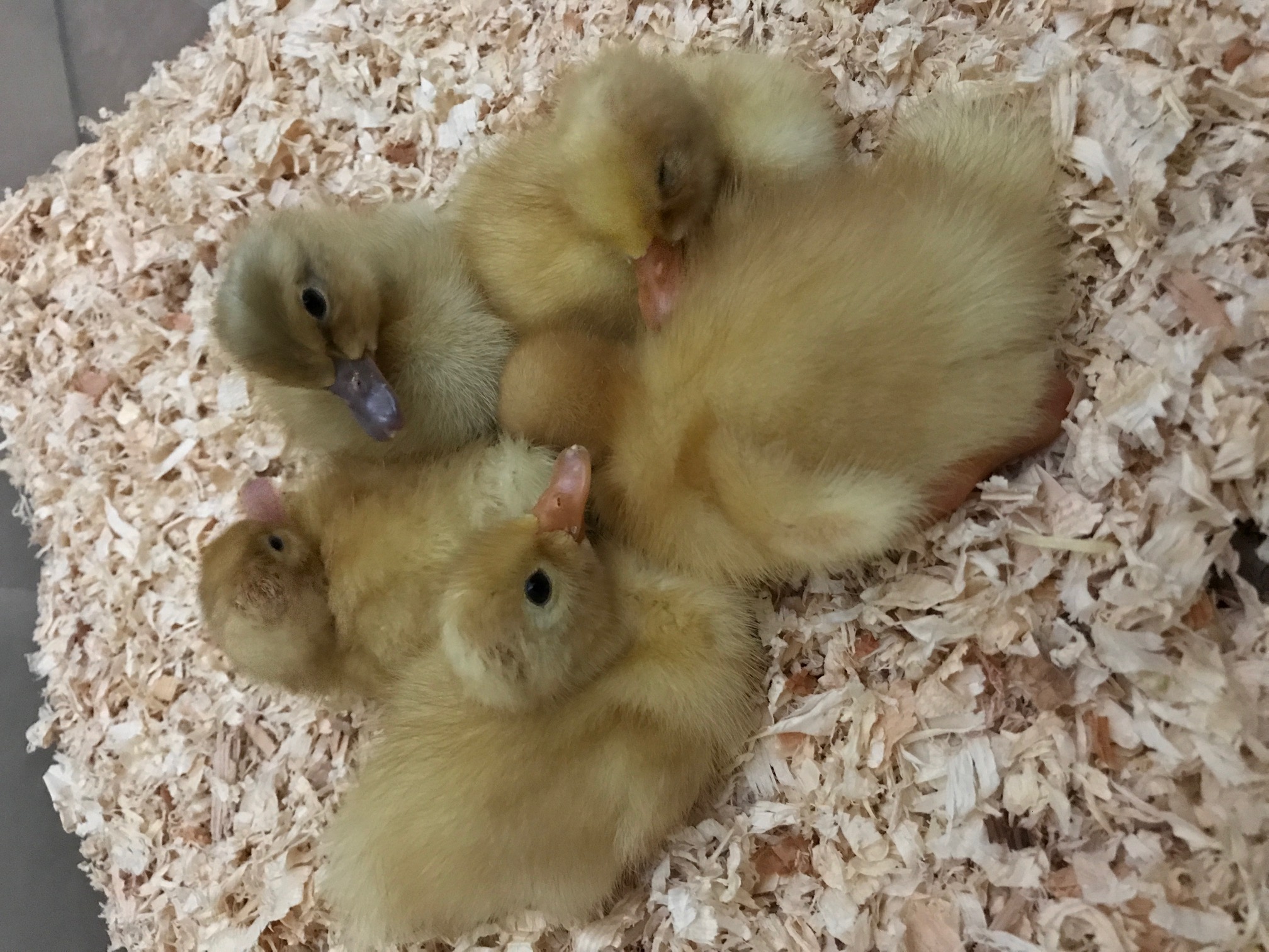 Chickens for sale Elmhurst Farm Poultry Slinfold