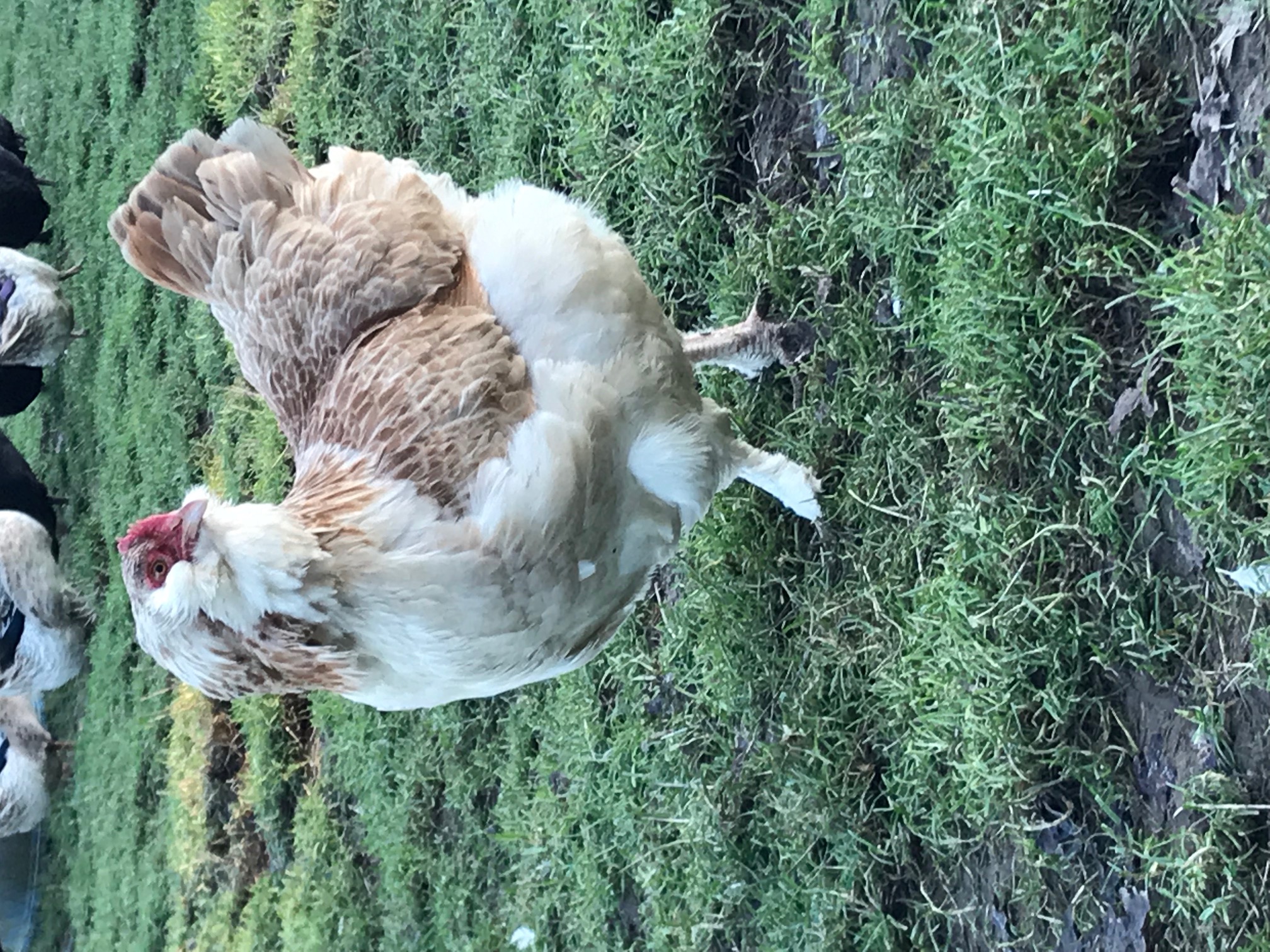Chickens for sale Elmhurst Farm Poultry Slinfold