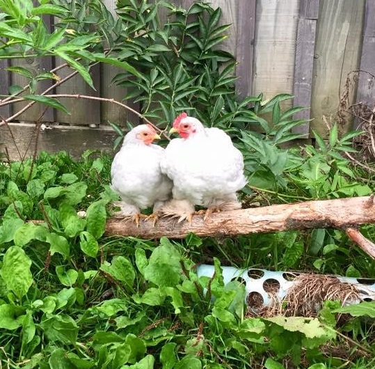 Chickens for sale Elmhurst Farm Poultry Slinfold