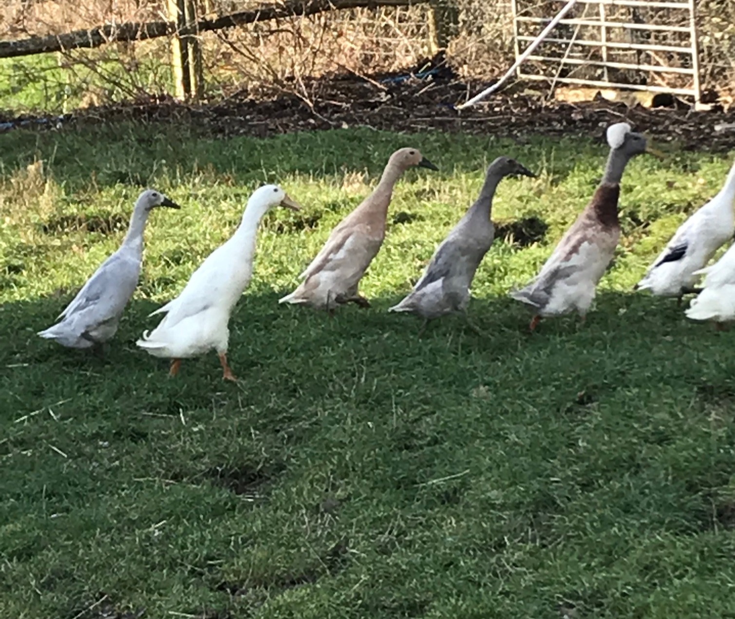 Chickens for sale Elmhurst Farm Poultry Slinfold