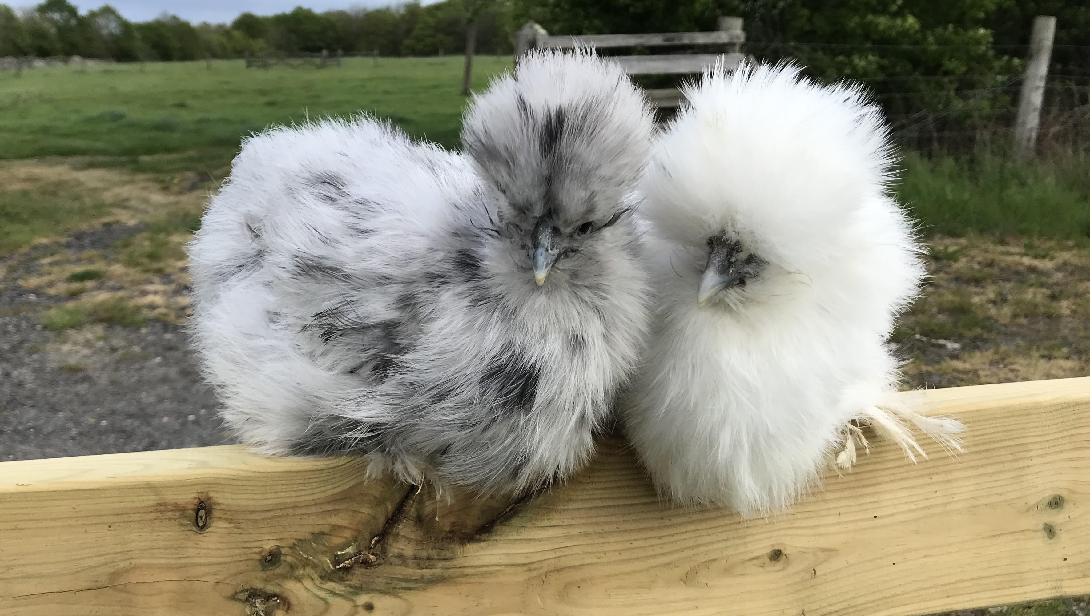 Chickens for sale Elmhurst Farm Poultry Slinfold