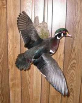 taxidermy_woodduck.jpg