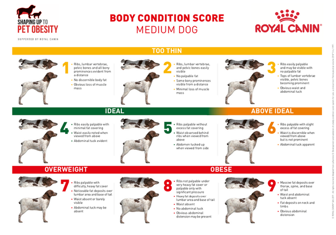 Body Condition Test
