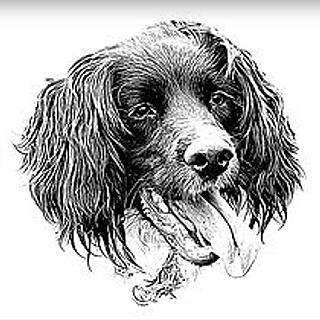 Writer: South Yorkshire English Springer Spaniel Rescue