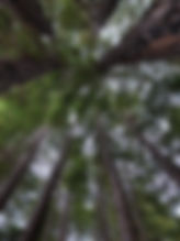 IMG_4819 (1).jpeg