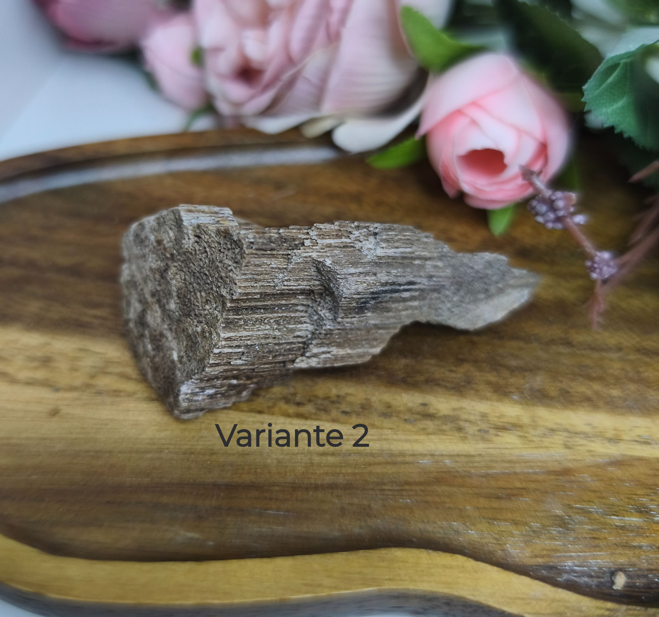 Versteinertes Holz