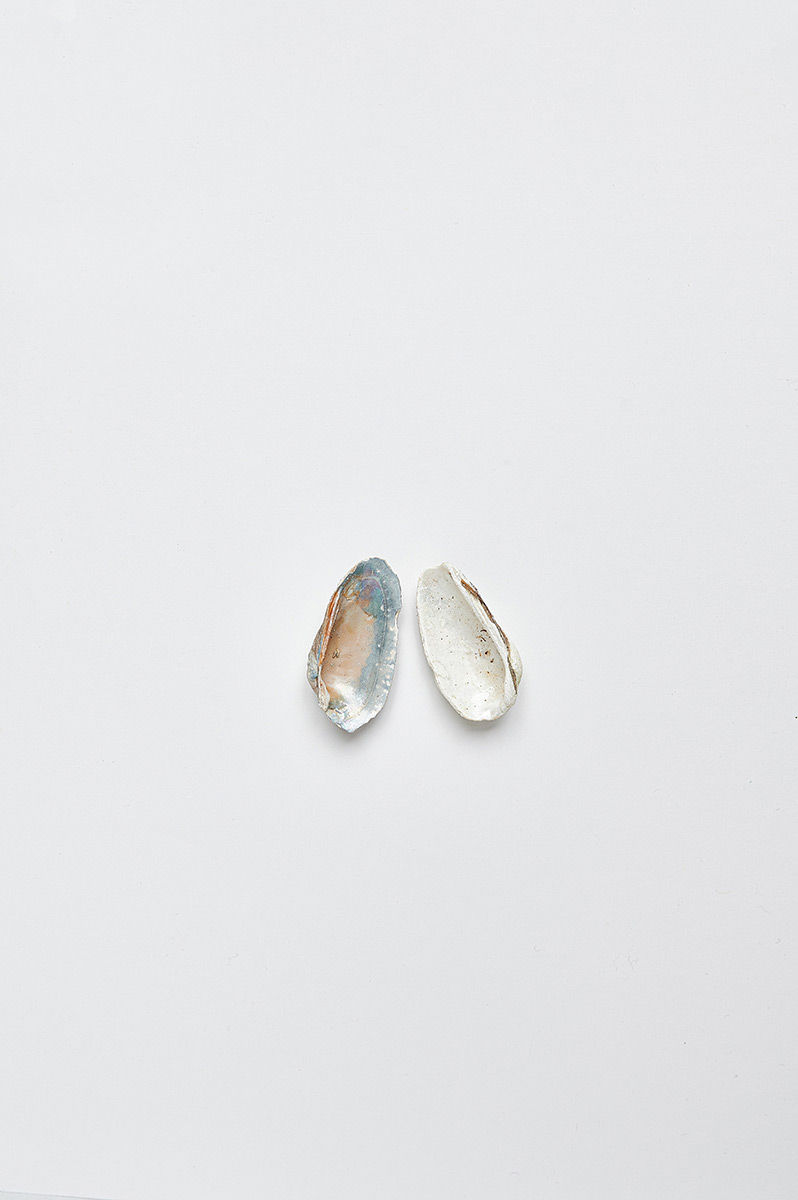 Muscheln Shell Shellfish