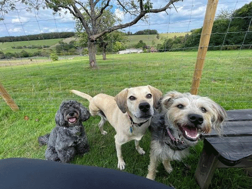 Happy chappies in the Pett Farm Pooch Paddock