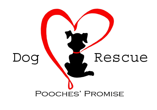 1 to 2 Dogs  (£1 to Dog Rescue)