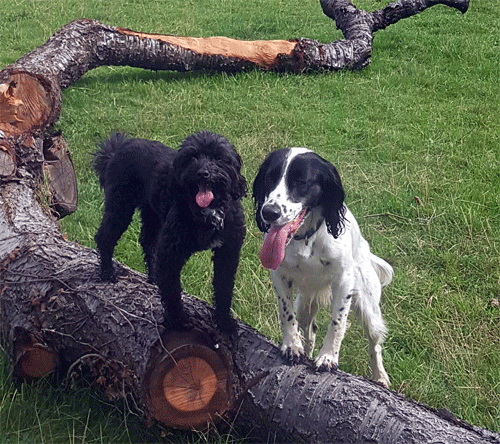 Pooch Paddock 1 to 2 Dogs