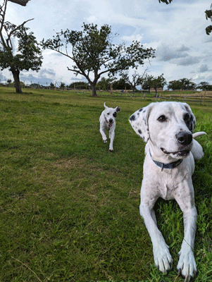 Pooch Paddock 1 to 2 Dogs 1/2 Hour